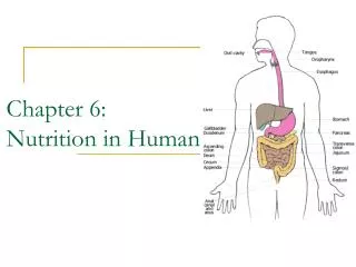 Chapter 6: Nutrition in Humans