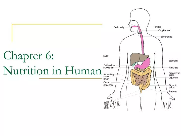 chapter 6 nutrition in humans