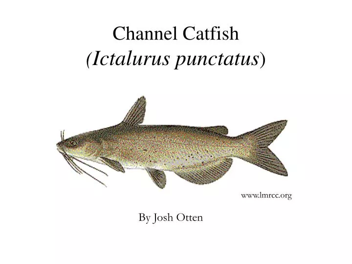 PPT - Channel Catfish ( Ictalurus punctatus ) PowerPoint Presentation, free  download - ID:64962