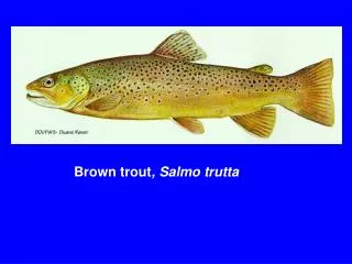 Brown trout , Salmo trutta