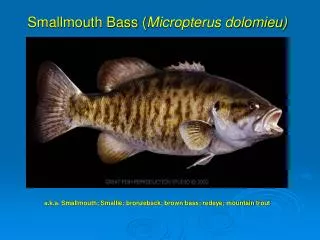 Smallmouth Bass ( Micropterus dolomieu)