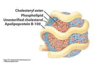Atherosclerosis: Lipoproteins interact with vessel wall proteoglycans