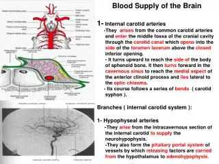 Blood Supply of the Brain 1- Internal carotid arteries