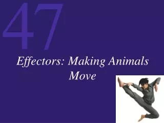 Effectors: Making Animals Move