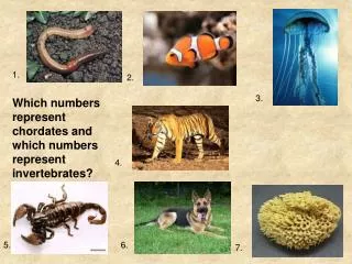 Which numbers represent chordates and which numbers represent invertebrates?