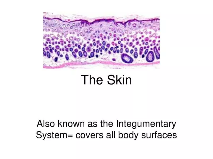 the skin