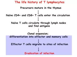 The life history of T lymphocytes