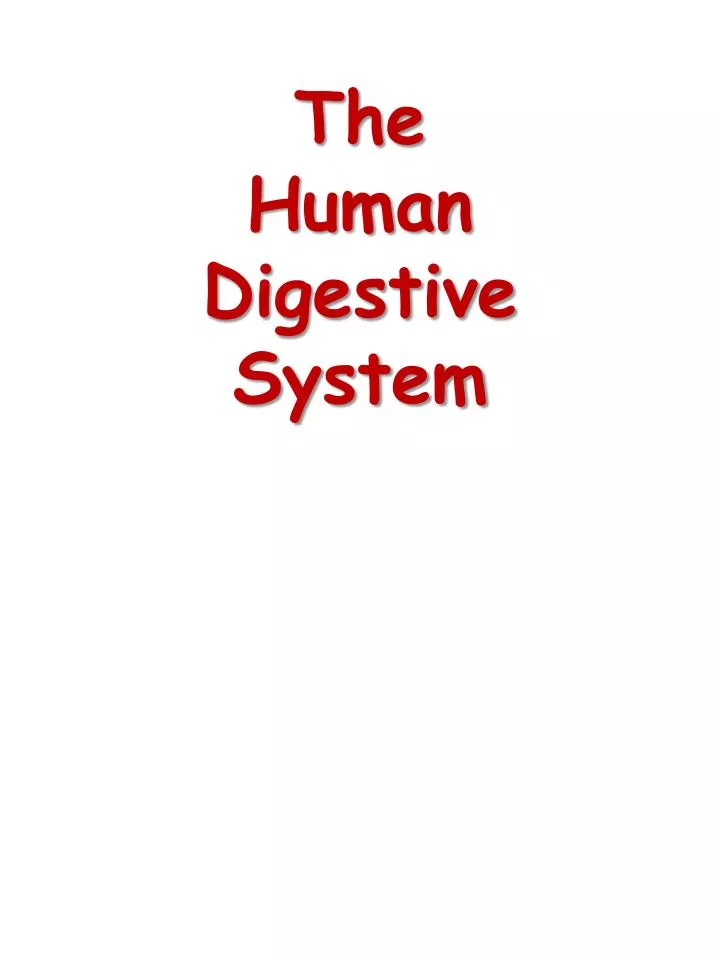 the human digestive system