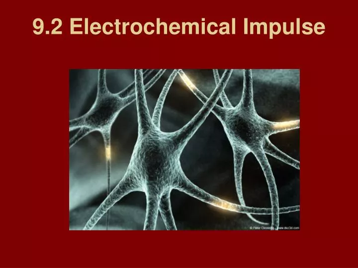9 2 electrochemical impulse