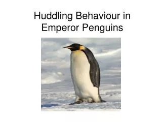 Huddling Behaviour in Emperor Penguins