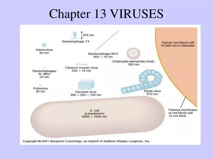 chapter 13 viruses
