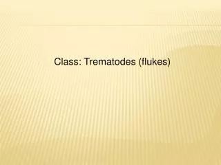 Class: Trematodes (flukes)