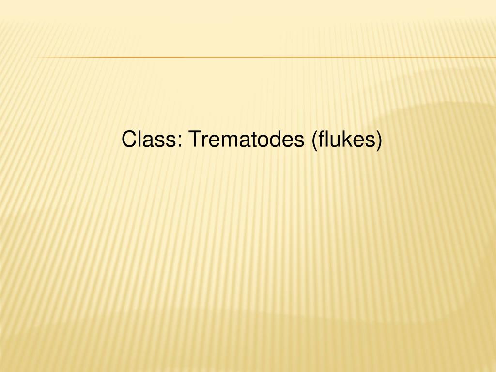 PPT - Class: Trematodes (flukes) PowerPoint Presentation, free download ...