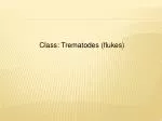 Class: Trematodes (flukes) - slide 1