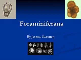 Foraminiferans