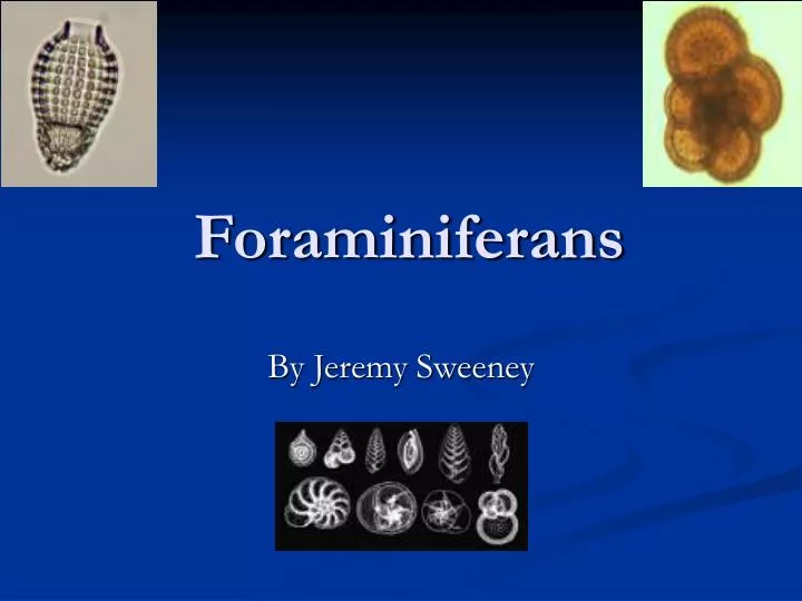 foraminiferans