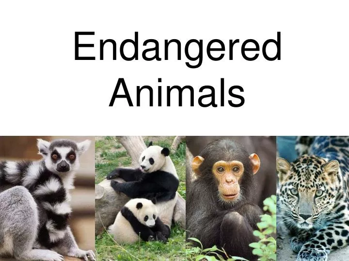 endangered animals