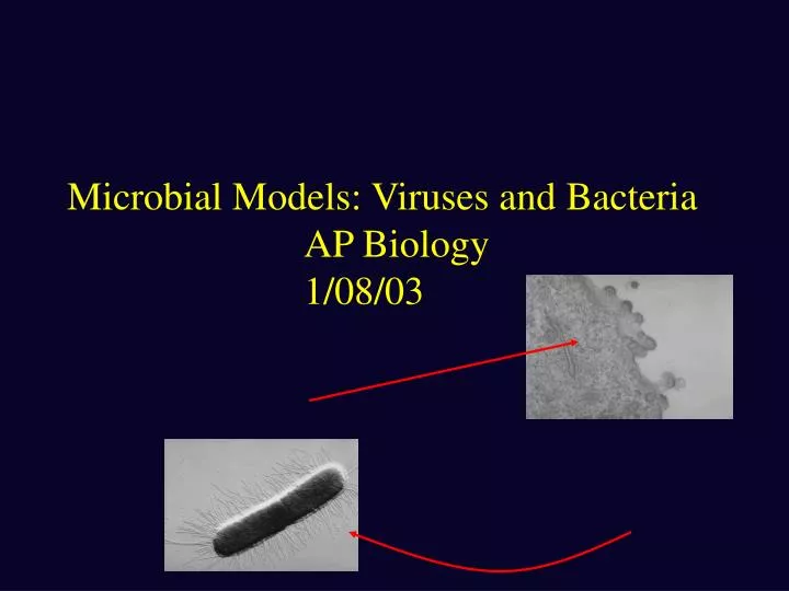 microbial models viruses and bacteria ap biology 1 08 03