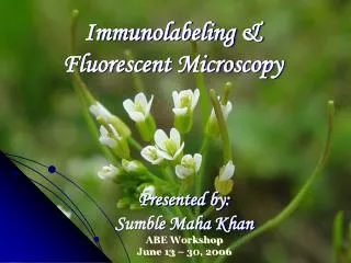 Immunolabeling &amp; Fluorescent Microscopy