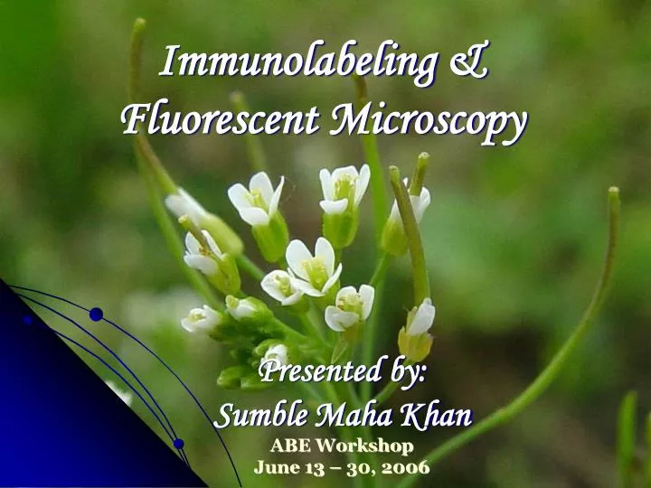 immunolabeling fluorescent microscopy