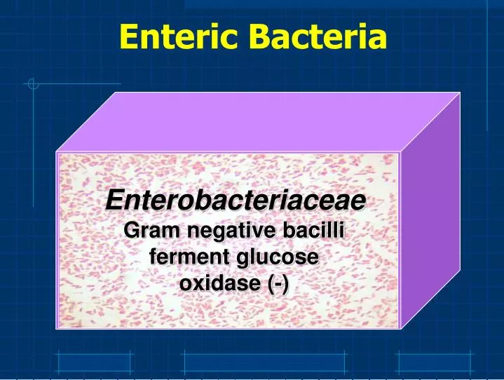 enteric bacteria