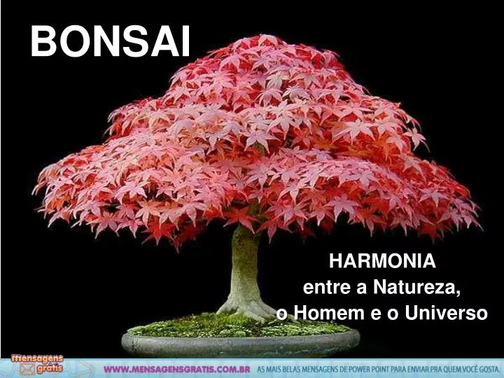 bonsai