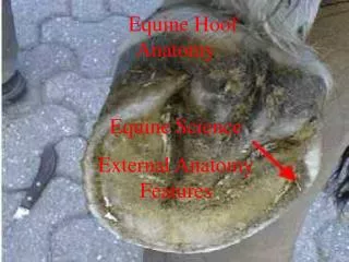 Equine Hoof Anatomy
