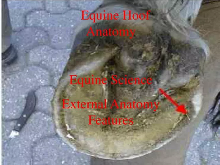 equine hoof anatomy