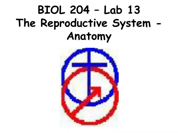 biol 204 lab 13 the reproductive system anatomy