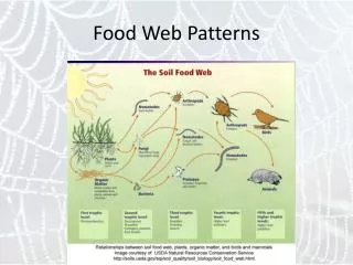 Food Web Patterns