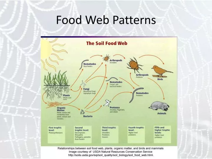 food web patterns