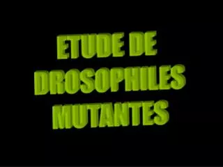 ETUDE DE DROSOPHILES MUTANTES