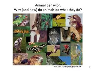 Animal Behavior: Why (and how) do animals do what they do?