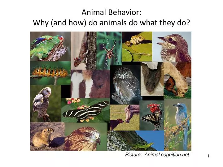 animal behavior why and how do animals do what they do