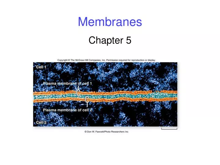 membranes