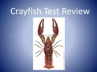 Crayfish Test Review