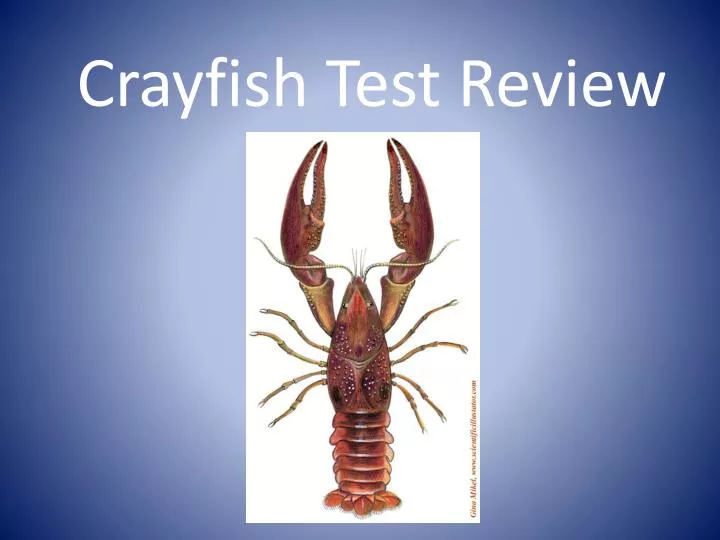 crayfish test review