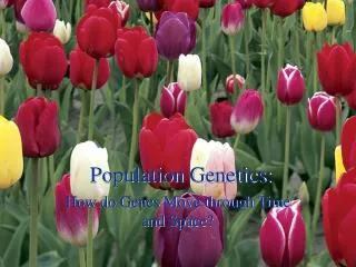 Population Genetics: