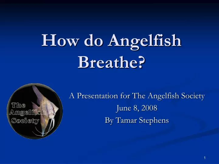 how do angelfish breathe