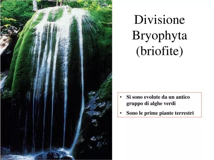 divisione bryophyta briofite