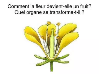 Comment la fleur devient-elle un fruit? Quel organe se transforme-t-il ?