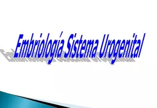Embriología Sistema Urogenital