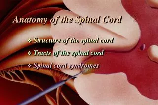Anatomy of the Spinal Cord ? Structure of the spinal cord Tracts of the spinal cord Spinal cord syndromes