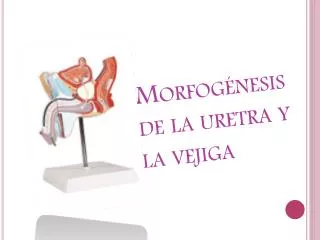 Morfogénesis de la uretra y la vejiga