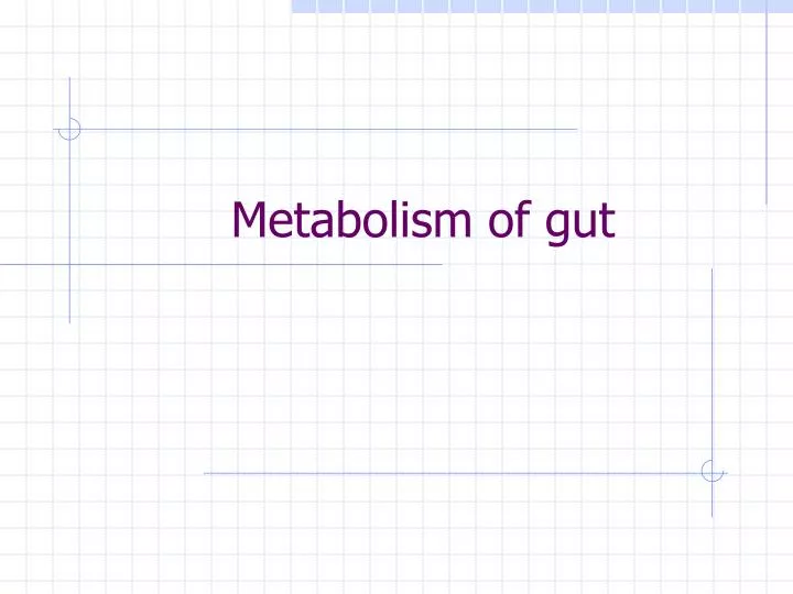 metabolism of gut