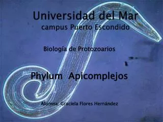 Universidad del Mar campus Puerto Escondido