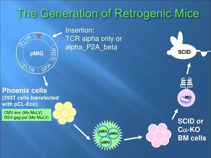 the generation of retrogenic mice