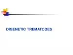 DIGENETIC TREMATODES - slide 1