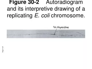 Figure 30-2	 Autoradiogram and its interpretive drawing of a replicating E. coli chromosome.