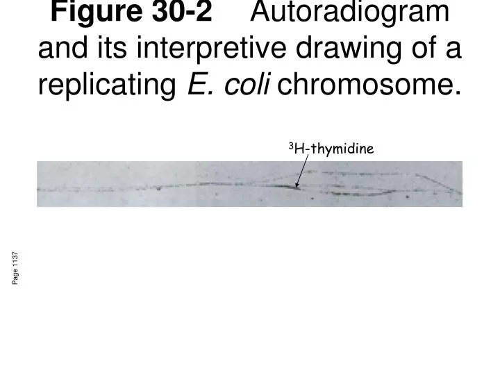 figure 30 2 autoradiogram and its interpretive drawing of a replicating e coli chromosome